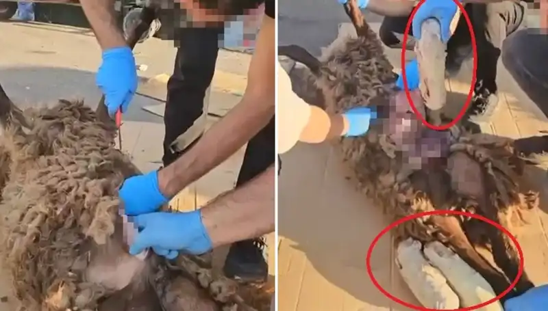 Zehir Tacirleri Yok Etmek İçin Ölü Koyun Koydu: Şoke Edici Olay