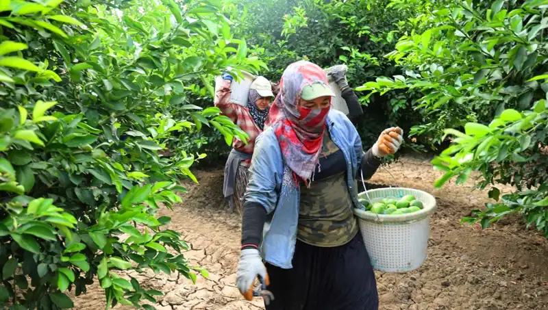 Marketlerde Patates Fiyatları Düşmeye Başladı: Hasat Zamanı Geldi!