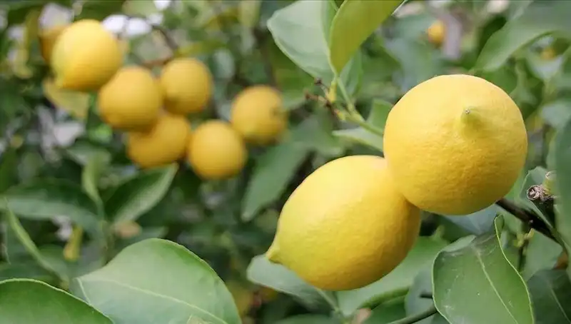 Limon Fiyatları Tavan Yaptı: 24 Lira ile Cep Yakıyor!