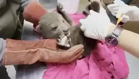 Karabük’te Yavru Bozayı Keşfedildi: Doğanın Gizemi Açığa Çıkıyor