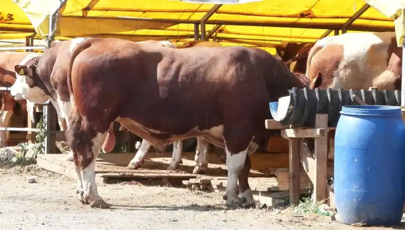 Kurban Pazarlarında Hareketlilik: Hayvan Fiyatları Ne Olacak?