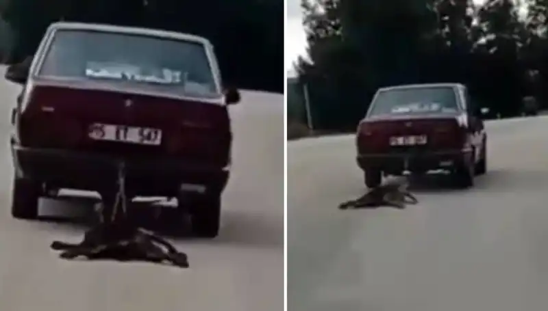 Otomobilin Arkasında Köpeği Sürükleyen Şok Edici Olay Sosyal Medyayı Salladı