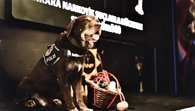 Ankara'nın Efsane Narkotik Köpeği Toma, 11 Yıl Sonra Emekli Oldu