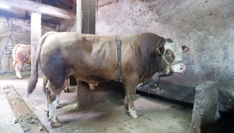 1 Ton 200 Kilo Hazine: Dudak Uçuklatan Fiyatla Satıldı!