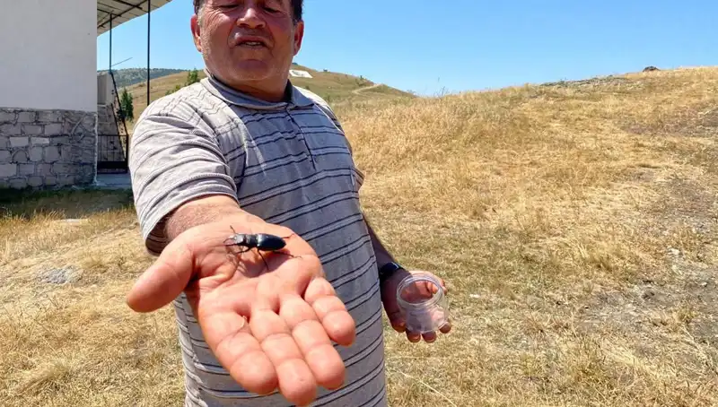 Sivas’ta Görülen Böceği Öldürenlere 557 Bin TL Cezası Var
