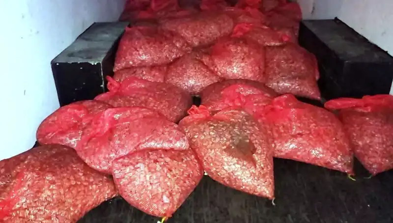 Samsun'da Büyük Operasyon: 1,5 Ton Kaçak Midye Ele Geçirildi