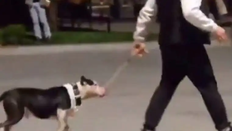 Ağızlıksız Pitbull İfrit Oldu: Sahibine Para Cezası Kesti