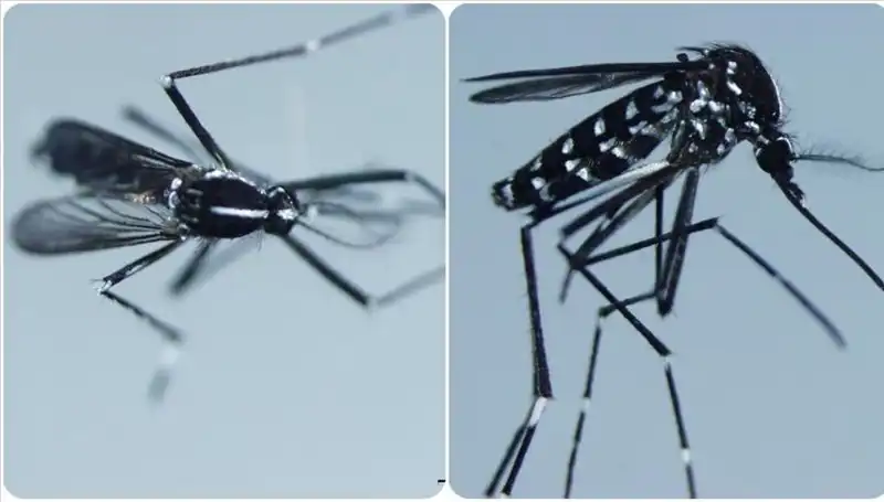 Chikungunya Virüsü: Tehlikeli Hastalığın Belirtileri ve Yayılma Alanları