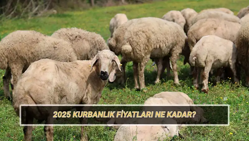 2025 Kurbanlık Fiyatları: Büyükbaş ve Küçükbaş Kurbanların Piyasa Durumu