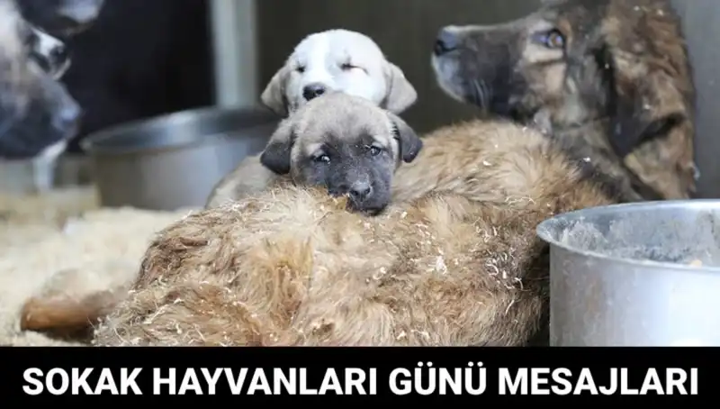 Dünya Sokak Hayvanları Günü: Duyarlılığı Artırmak için Uluslararası Bir Fırsat