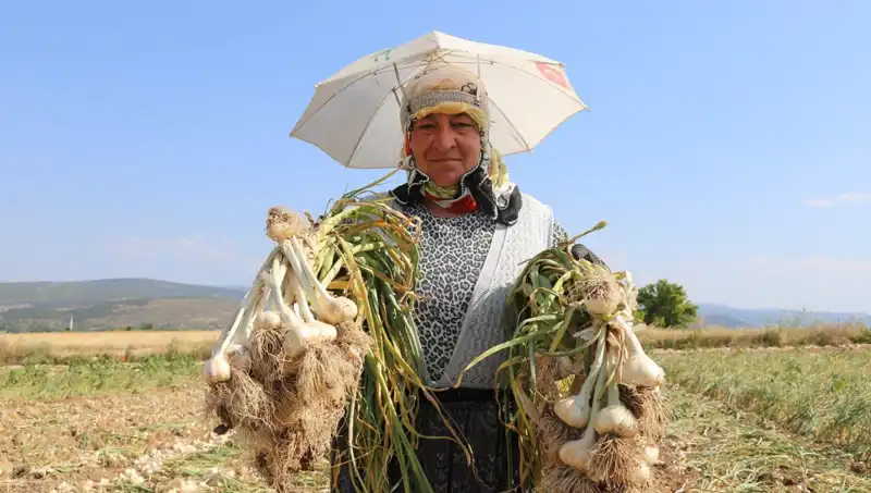 Kavurucu Sıcaklarda Aşırı Çalışmanın Getirisi: Bin 200 TL Kazanmak Mümkün mü?