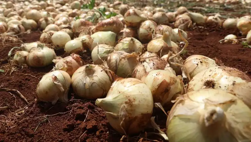Hatay’da Soğan Hasadı Başladı: Rekolte Çiftçileri Sevindiriyor!