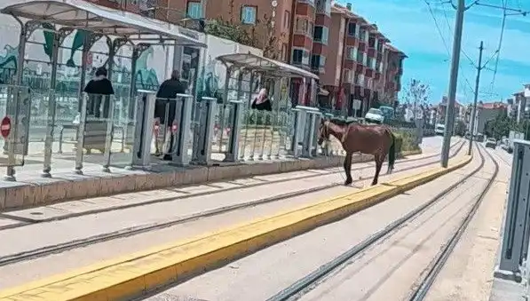 Eskişehir'de Tramvay Raylarında Başlı Başına Bir At: Şaşkınlık Yarattı