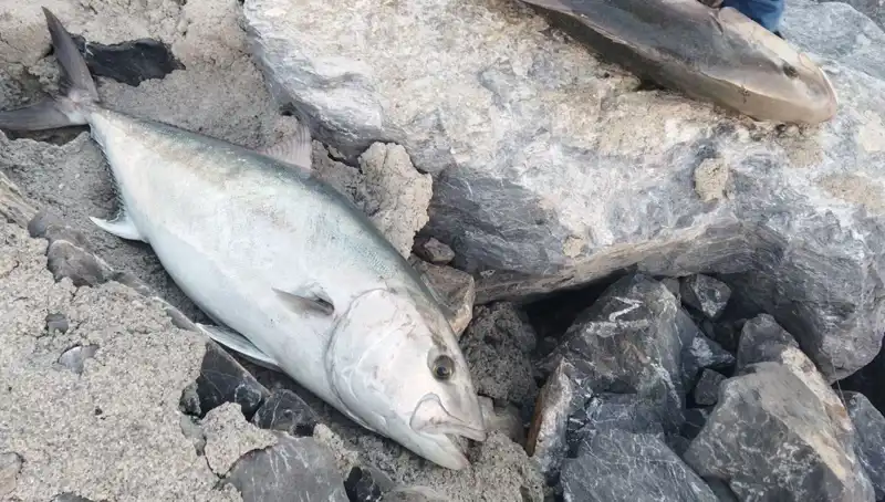 65 Kilo Oltayla Yakalandı: Balık Avcısının Şaşırtan Kazancı