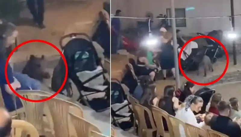 Düğün Törenine Gelen Yaban Domuzu Şok Etkisi Yarattı!