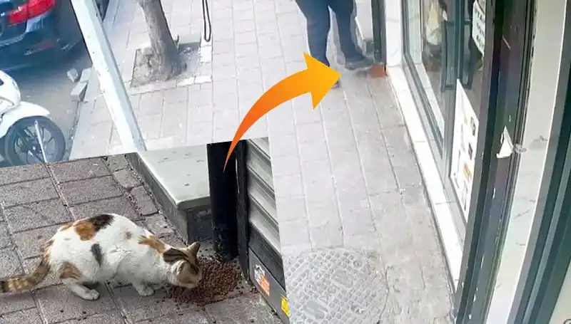 Kediler, Mamalarını Dağıtıp Kardeşlik İçin Kaçtı: Sosyal Medyada Gündem Oldu!
