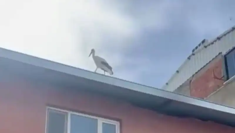 Yusuf Dayının Leyleği Bilal Yine Geldi: Baharın Habercisi!