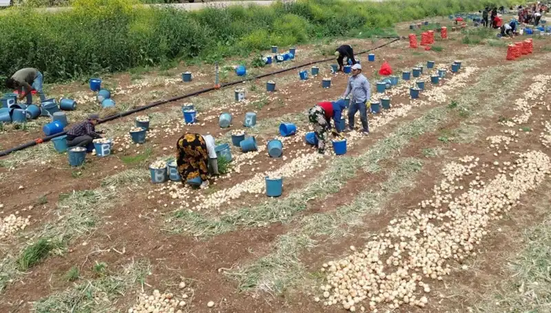 Soğan Hasadı Başladı: Fiyatlar Düşerken Pazarlar Şenleniyor!