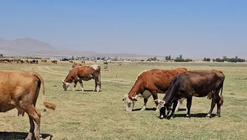 Arin Gölü'nün Kuruması: Büyüyen Su Krizine Dikkat Çekiliyor