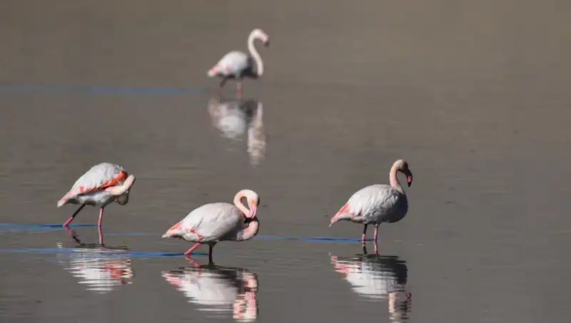 Kuş Cennetinde Kuraklık Şoku: Flamingo Popülasyonu Düşüyor