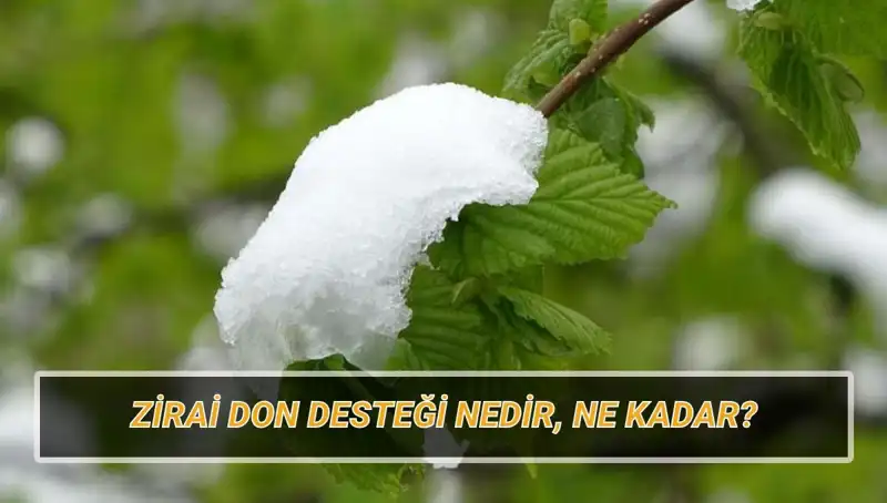 Zirai Don Destekleri 2023: Kimler Faydalanacak ve Destek Miktarı Nedir?