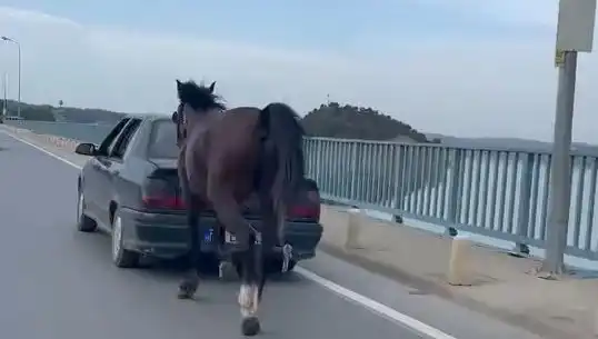Adana'da Atına Eziyet Eden Kişi Tutuklandı: Hayvan Hakları İhlali!