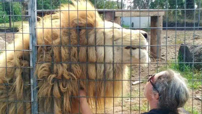 Avustralya'da Aslan Saldırısı: Kafeste Dehşet Anları