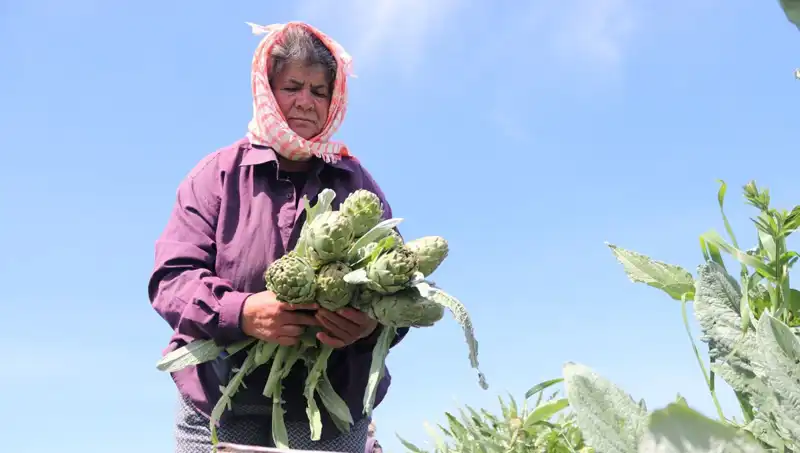 Tarladan Sofralara: Tezgahta 50 TL’den Satılan Ürünlerin Gizemi