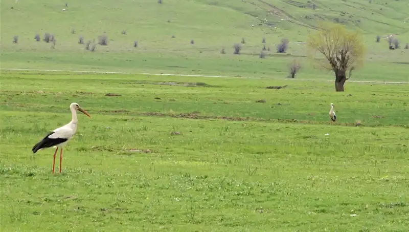 Leylekler Muş Ovası’na Bu Yıl Kıştan Erken Dönüş Yaptı