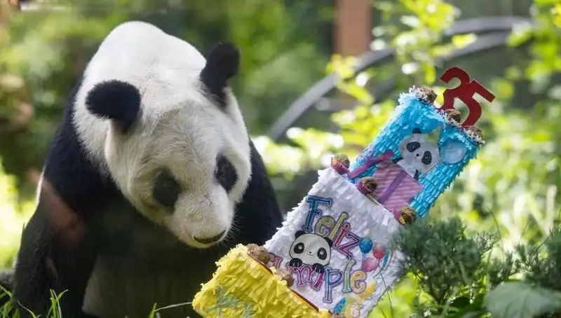 35 Yaşındaki Dev Panda Xin Xin için Unutulmaz Kutlama!