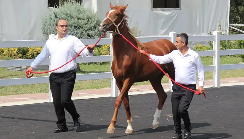 Taşkın Kral: Rekorlar Kıran Efsanevi Yetenek Sahnesinde